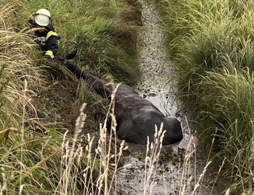 Tierrettung – Pferd in Graben