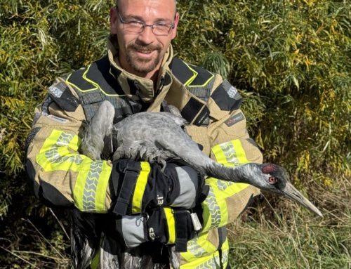 „Friedolin“ in Not – Feuerwehr rettet Kranich